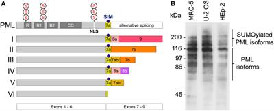 Multimodal Light Microscopy Approaches to Reveal Structural and Functional Properties of Promyelocytic Leukemia Nuclear Bodies